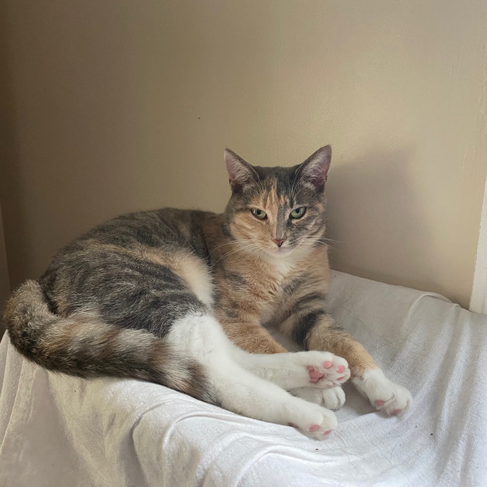 Emily Loves Kats In Atx Area Catmom