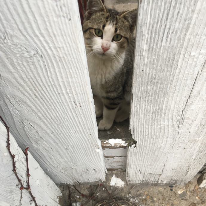 Experienced Care For Every Cat Personality photo 3