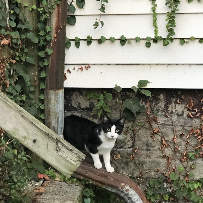 Experienced Care For Every Cat Personality photo 2
