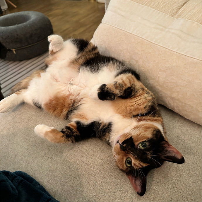 Elizabeth - The Purrtland Cat Sitter photo 3