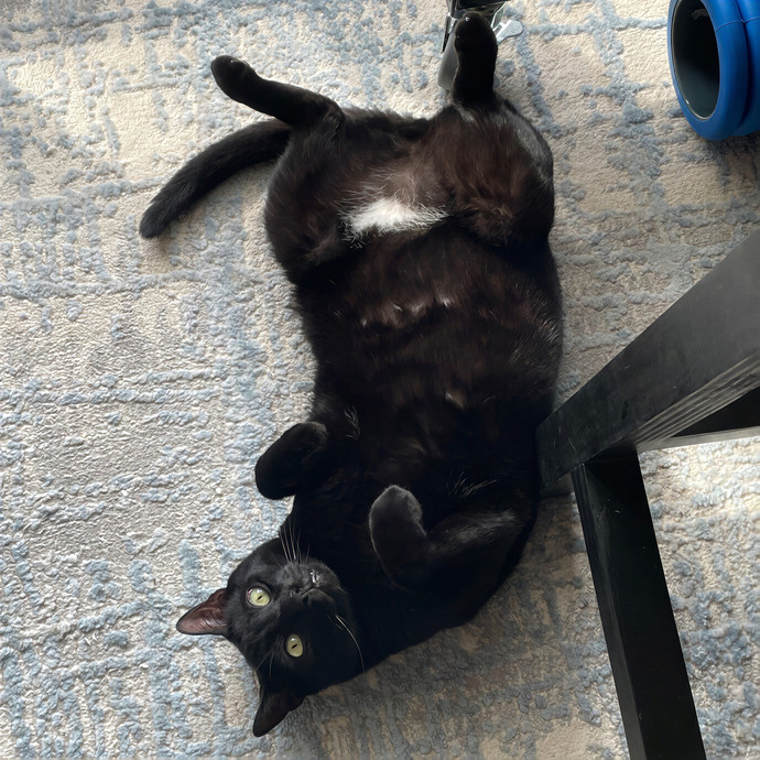 Bryant's Magic City Kitty photo 3