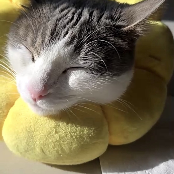 Experienced Sitter Who Loves Cats Deeply