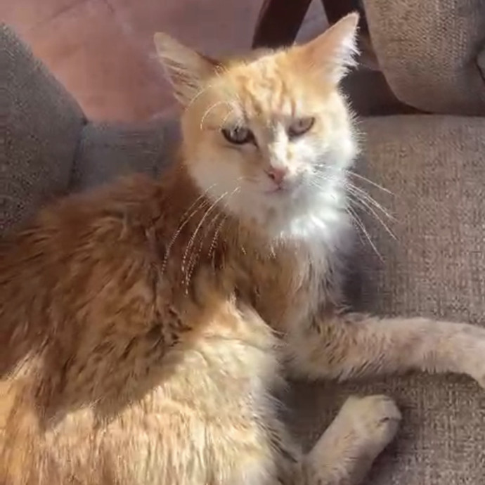 Experienced Sitter Who Loves Cats Deeply