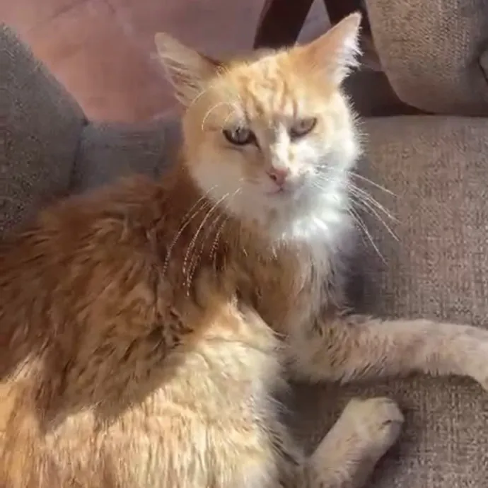 Experienced Sitter Who Loves Cats Deeply