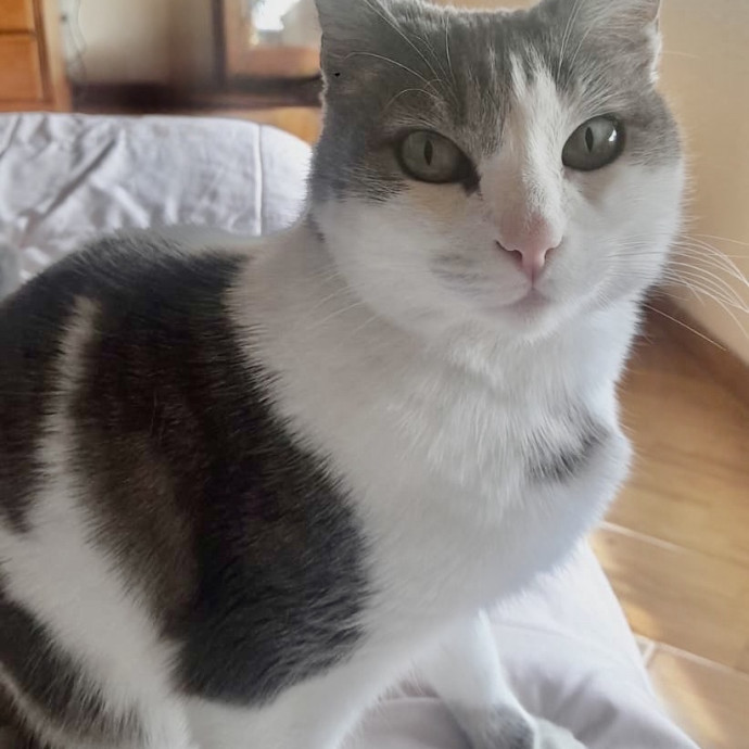 Experienced Sitter Who Loves Cats Deeply