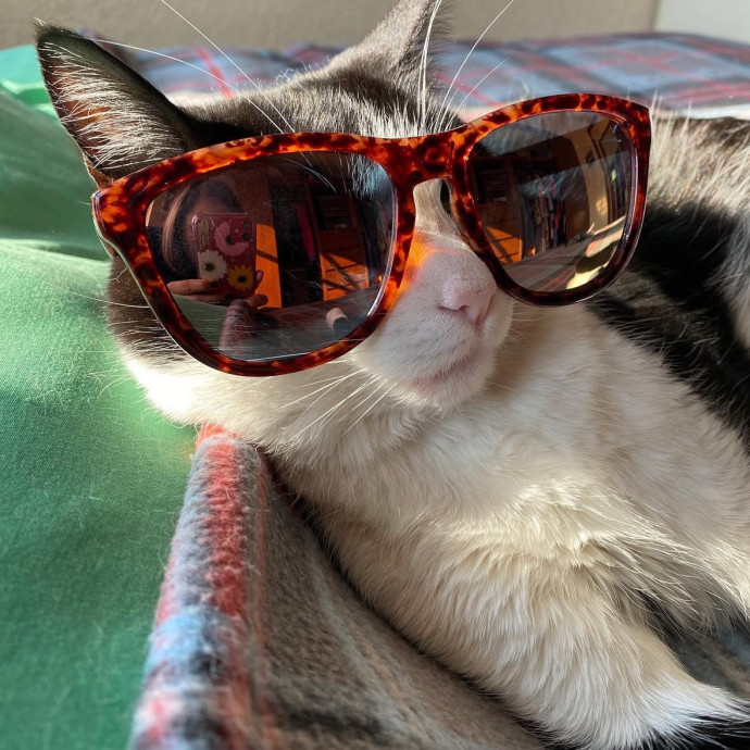 Experienced Sitter Who Loves Cats Deeply
