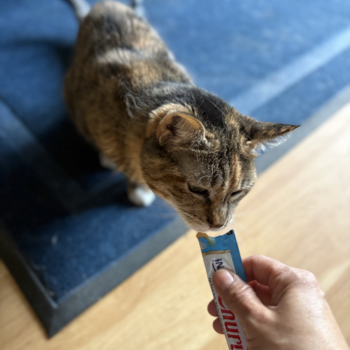 Experienced Sitter Who Loves Cats Deeply