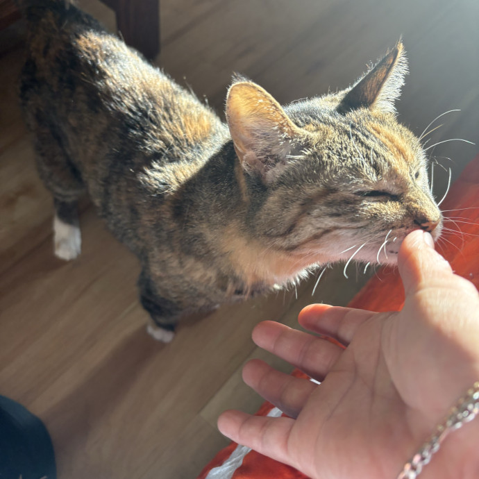 Experienced Sitter Who Loves Cats Deeply