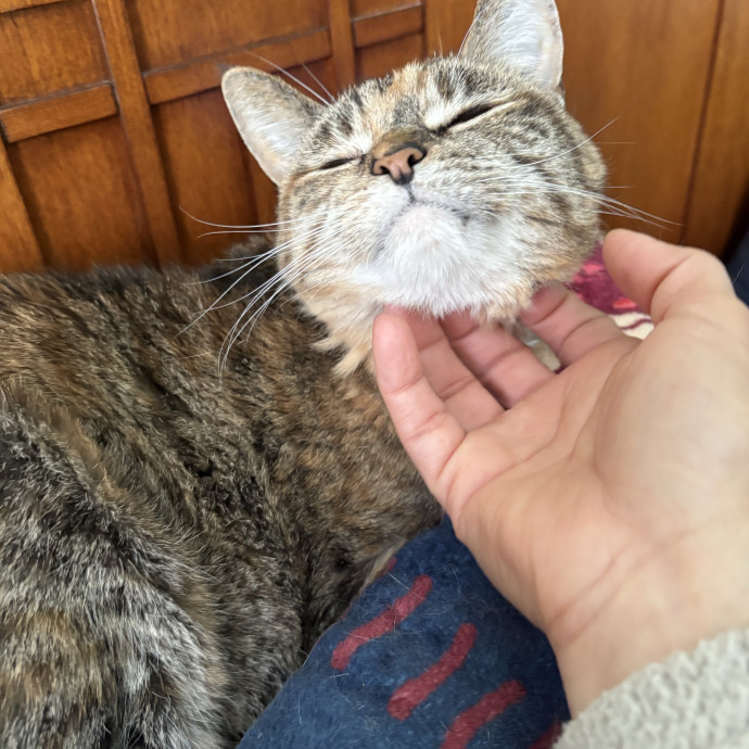 Experienced Sitter Who Loves Cats Deeply
