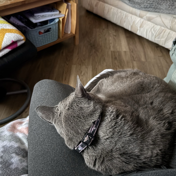 Experienced Sitter Who Loves Cats Deeply