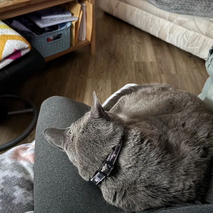 Experienced Sitter Who Loves Cats Deeply