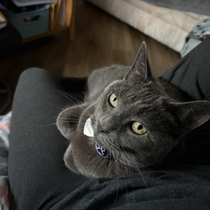 Experienced Sitter Who Loves Cats Deeply