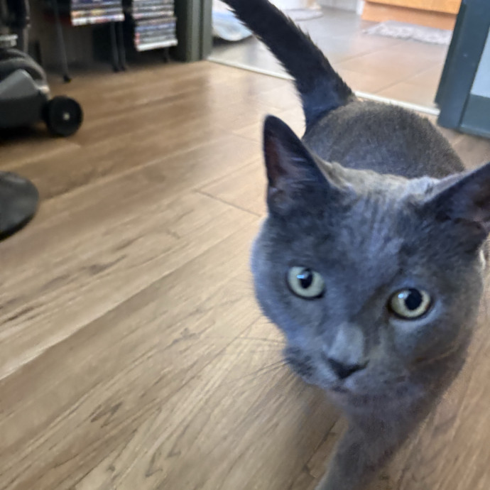 Experienced Sitter Who Loves Cats Deeply