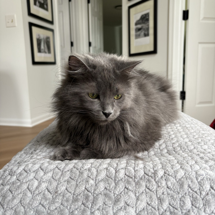 Experienced Sitter Who Loves Cats Deeply