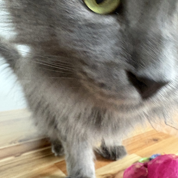 Experienced Sitter Who Loves Cats Deeply photo 3