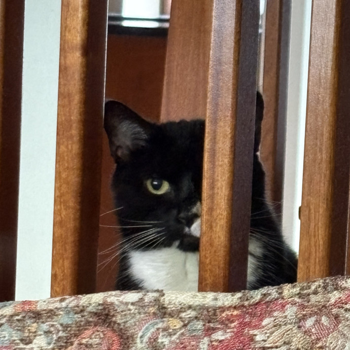 Experienced Sitter Who Loves Cats