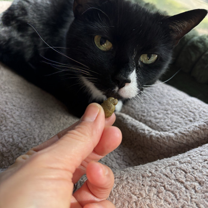 Experienced Sitter Who Loves Cats