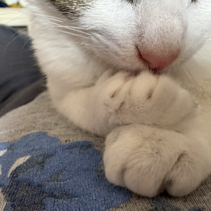 Experienced Sitter Who Loves Cats
