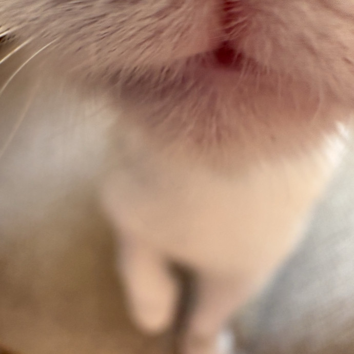 Experienced Sitter Who Loves Cats photo 2