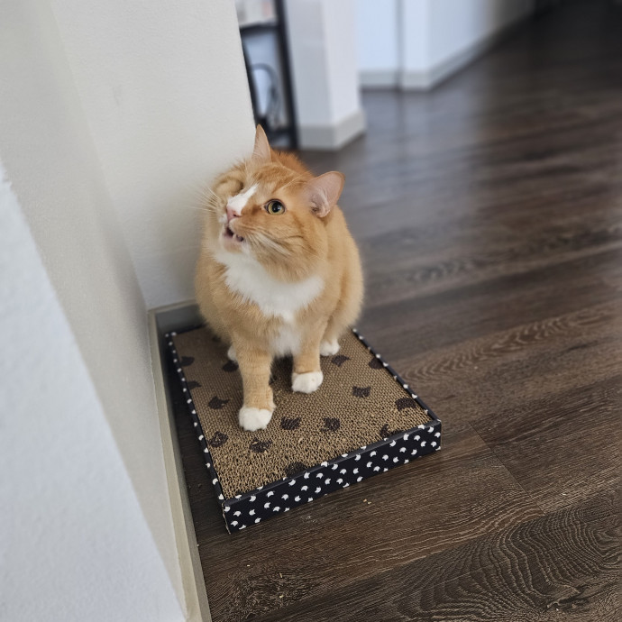 Lisa's Biscuit Making Sitting