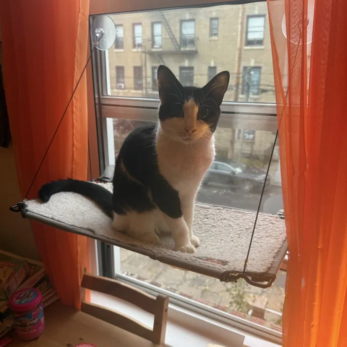 Hector The Protector photo 2