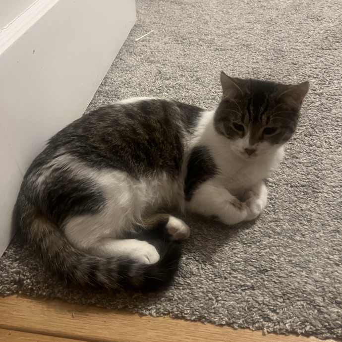 Caring Whiskers Cat Sitting