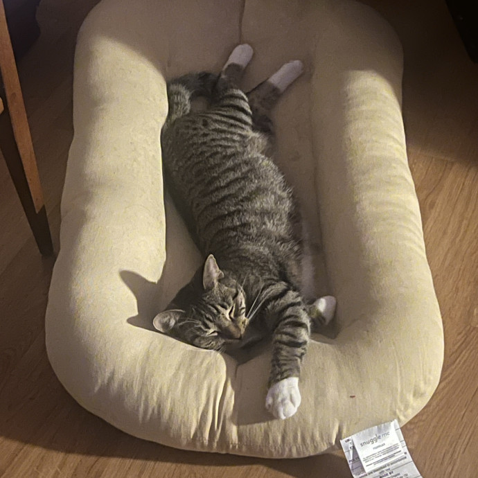 Caring Whiskers Cat Sitting