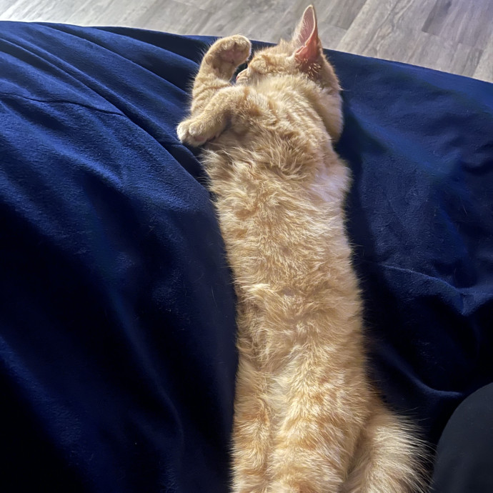 Caring Whiskers Cat Sitting photo 3