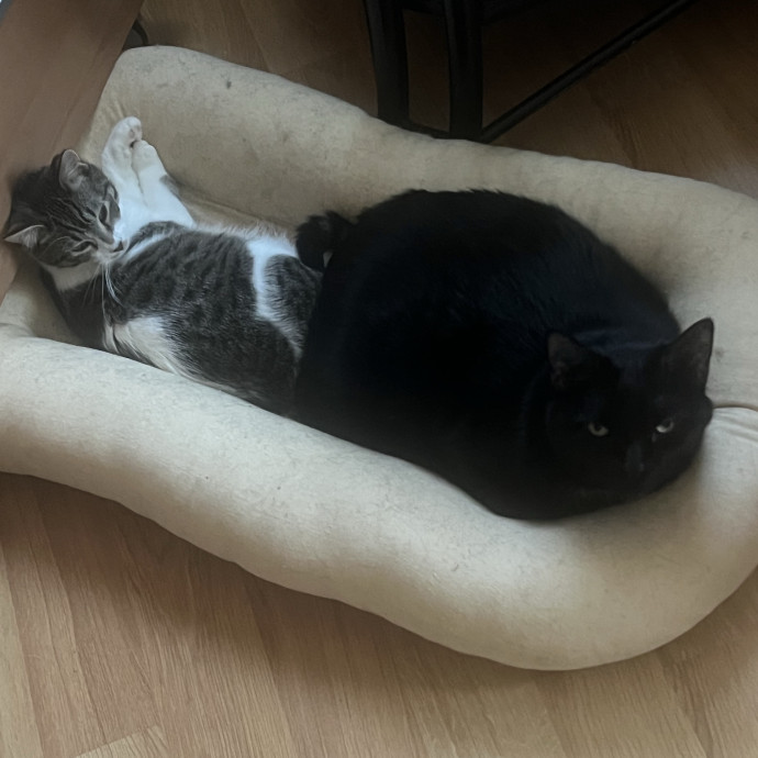 Caring Whiskers Cat Sitting photo 2