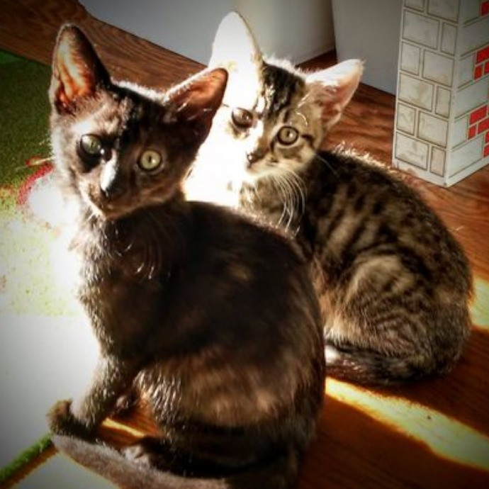 Main Line Meows