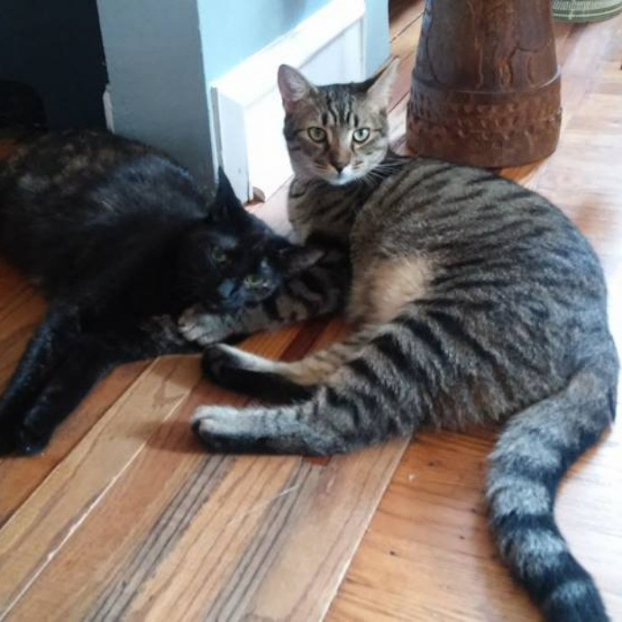 Main Line Meows