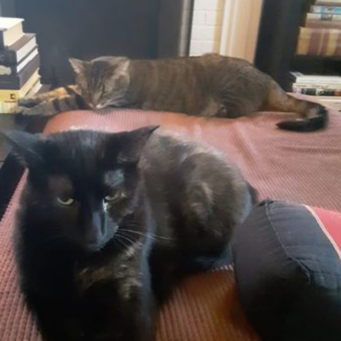 Main Line Meows