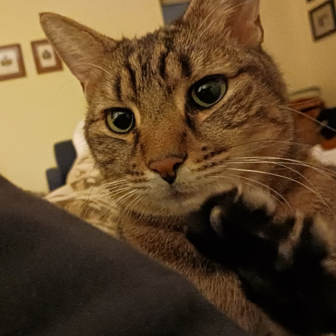 Main Line Meows photo 3