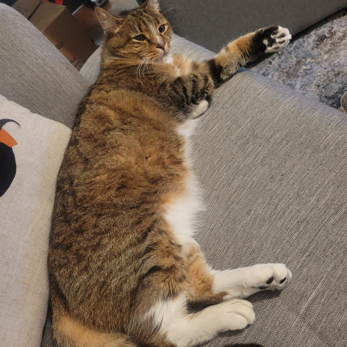 Trust Your Feline Friends With Me