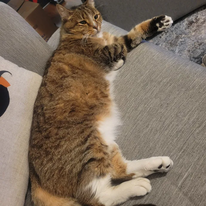 Trust Your Feline Friends With Me