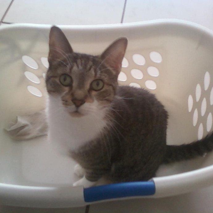 Experienced Gainesville Cat Sitting