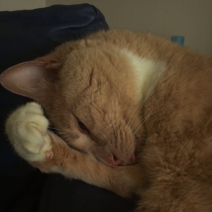 Experienced Gainesville Cat Sitting