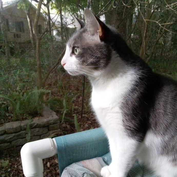 Experienced Gainesville Cat Sitting