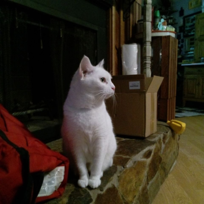 Experienced Gainesville Cat Sitting