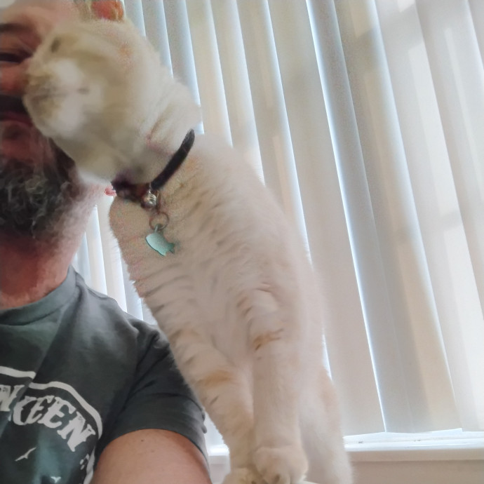 Experienced Gainesville Cat Sitting