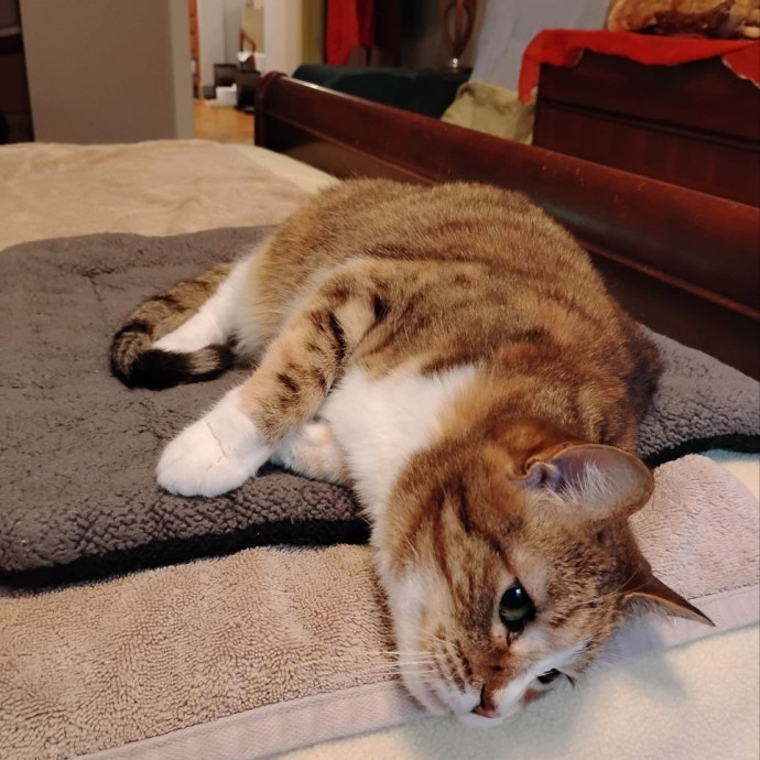 Experienced Gainesville Cat Sitting