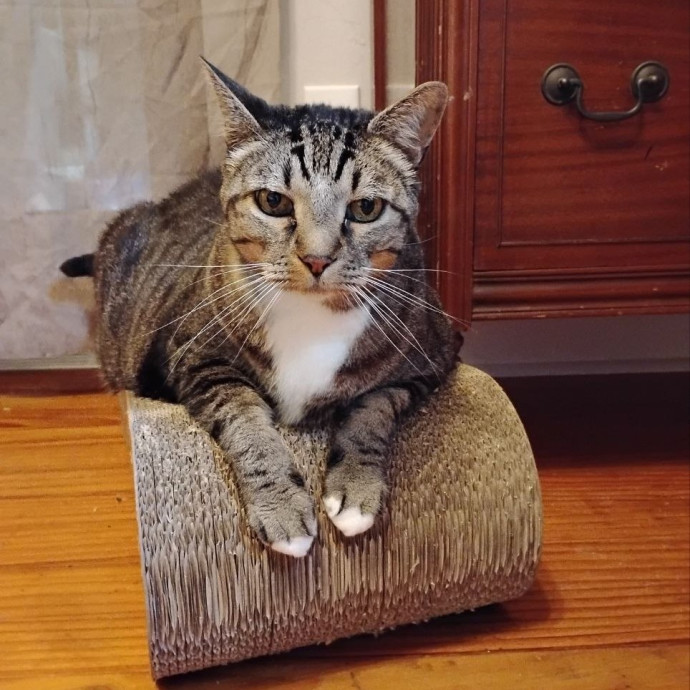 Experienced Gainesville Cat Sitting