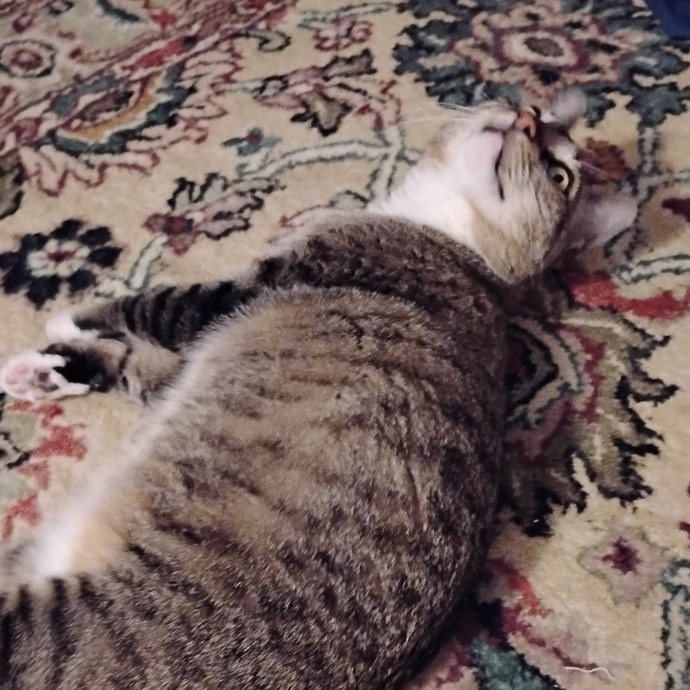 Experienced Gainesville Cat Sitting