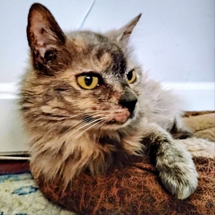 Experienced Gainesville Cat Sitting