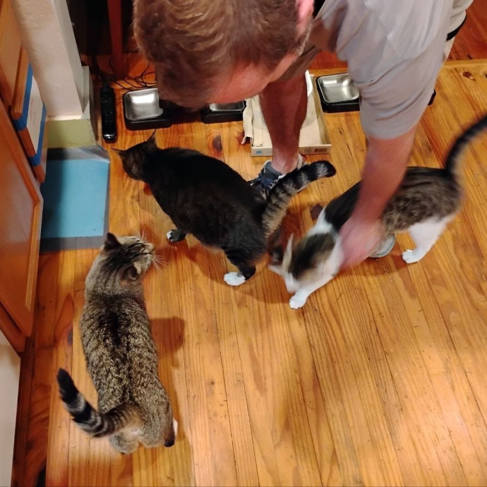 Experienced Gainesville Cat Sitting