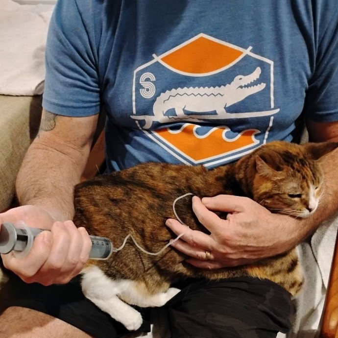 Experienced Gainesville Cat Sitting