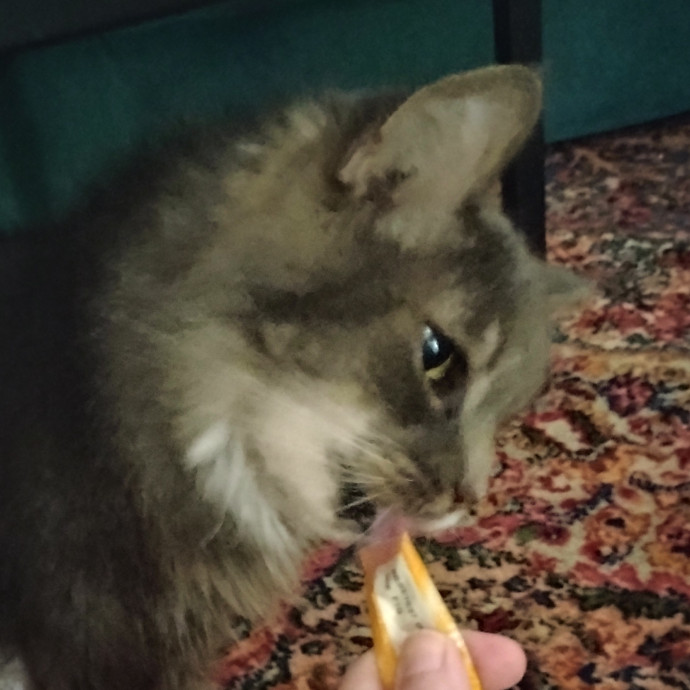 Experienced Gainesville Cat Sitting