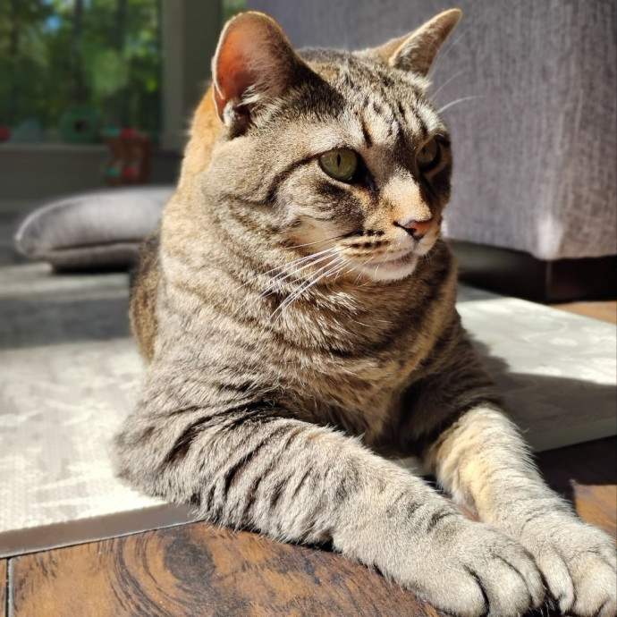 Experienced Gainesville Cat Sitting