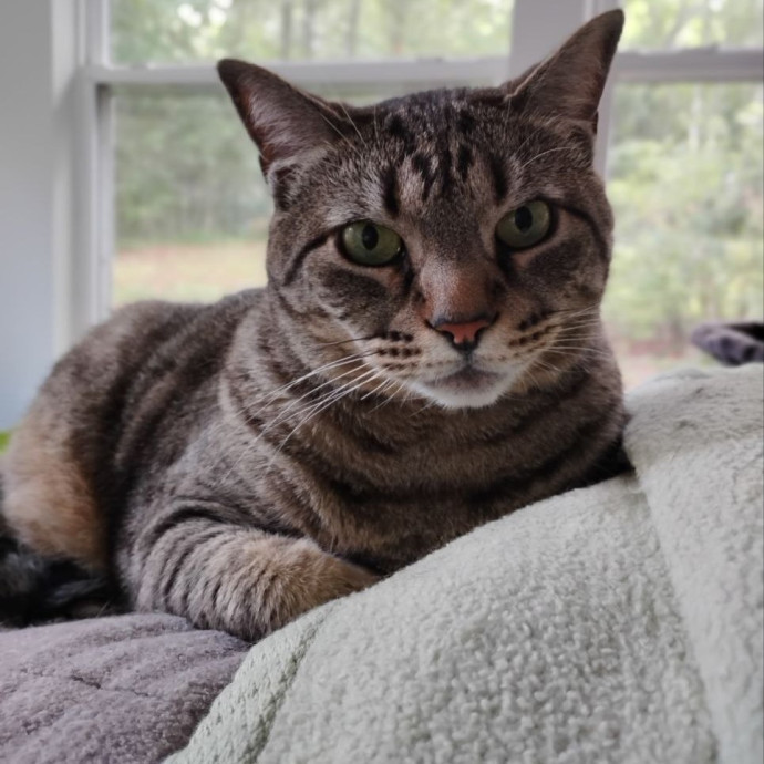 Experienced Gainesville Cat Sitting
