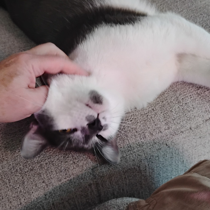 Experienced Gainesville Cat Sitting